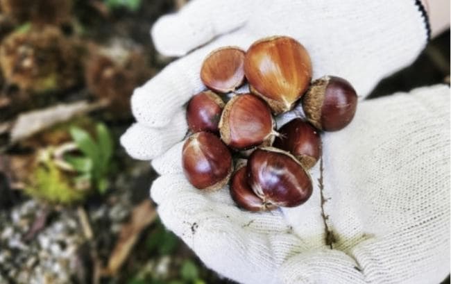 [아이 동반, 서울 근교 여행지]경기도 포천 서운동산｜딸기, 블루베리, 옥수수, 먹이주기, 밤줍기 등 체험 가득한 가족 여행지