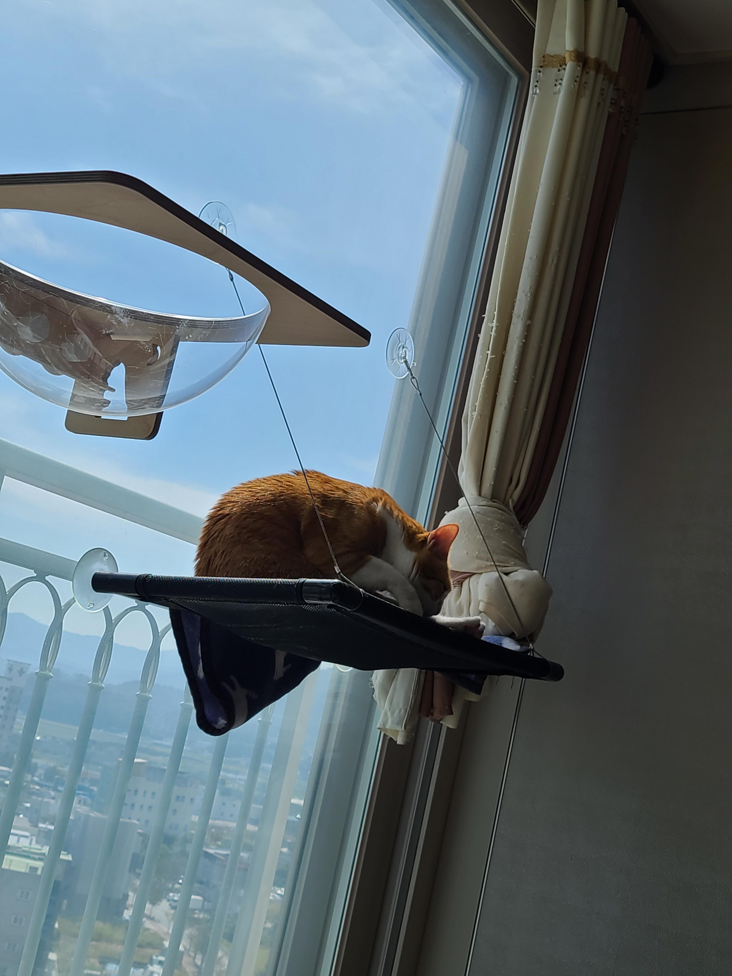 요즘 컨디션이 좋은 호야! 투명캣볼에 도전하려 했으나..!