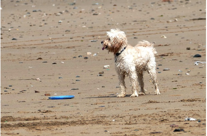 반려동물과 기후변화 — 기온 상승과 환경 변화가 강아지와 고양이의 건강, 기생충 감염, 행동 패턴에 미치는 영향
