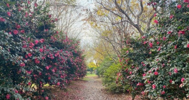 화명생태공원 동백꽃