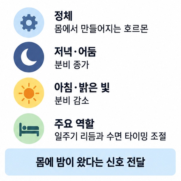 멜라토닌이 저녁과 어두운 환경에서 증가하고 아침과 밝은 빛에서 감소하며 일주기 리듬을 조절하는 모습을 설명한 이미지