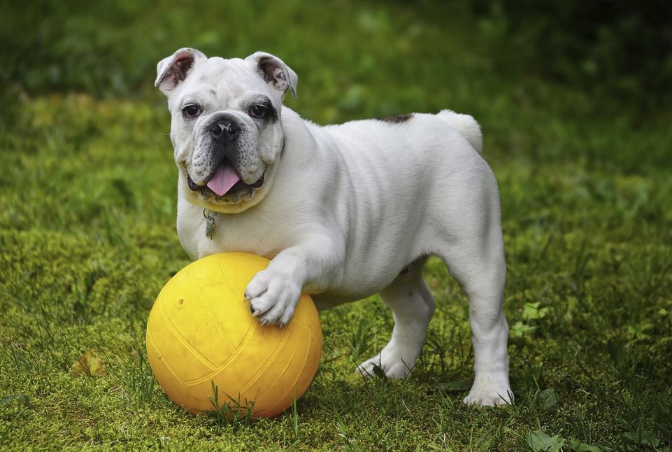 2026년 띠별 연애운 총정리