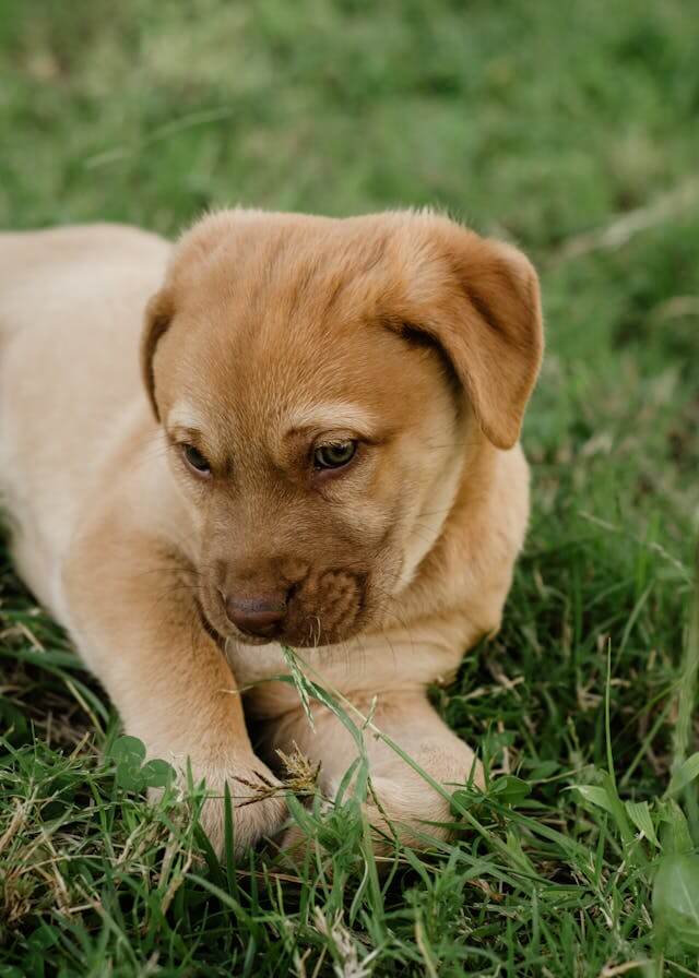 반려견 봄철 알레르기 사진