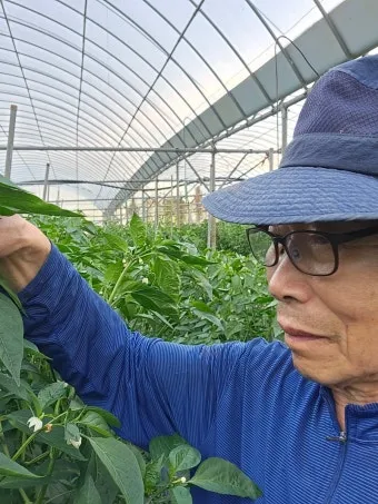 고춧잎 재배 잎 수확용 가지 치기 친환경 시비_9