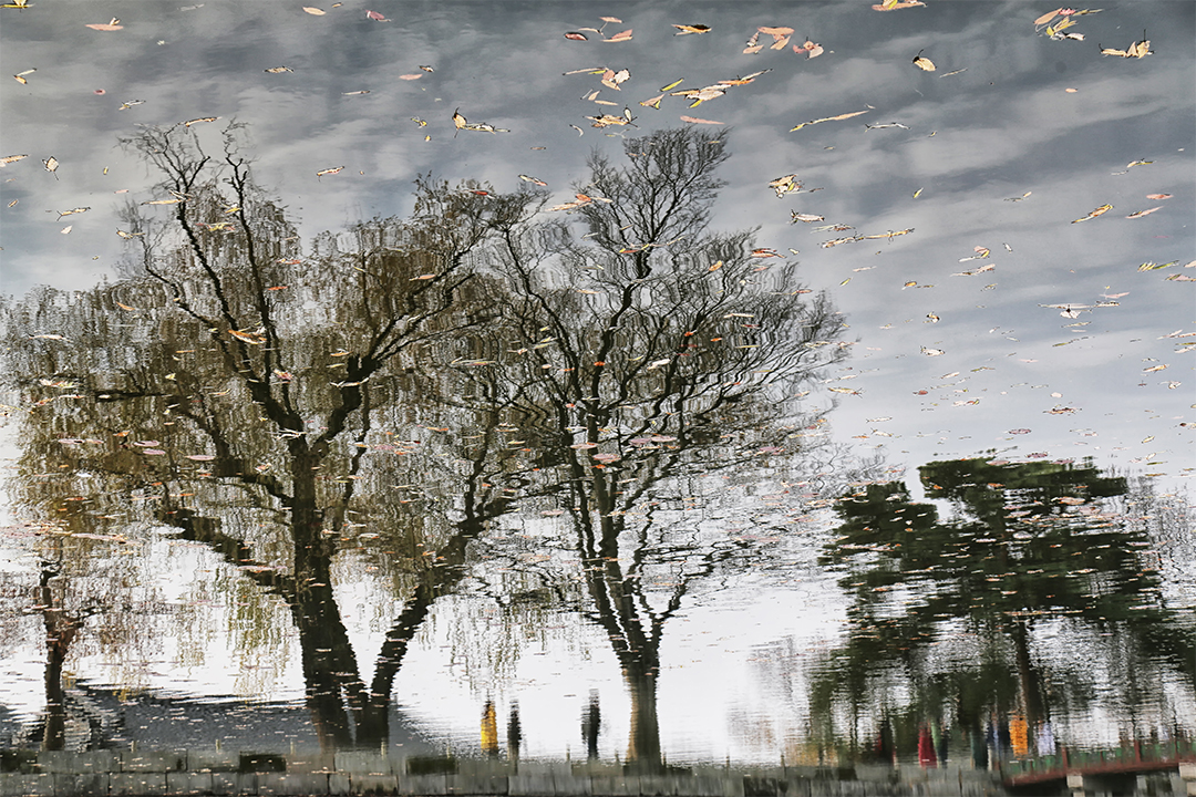 물에 비친 나무 반영 저작권 없는 고화질 무료 이미지 다운로드