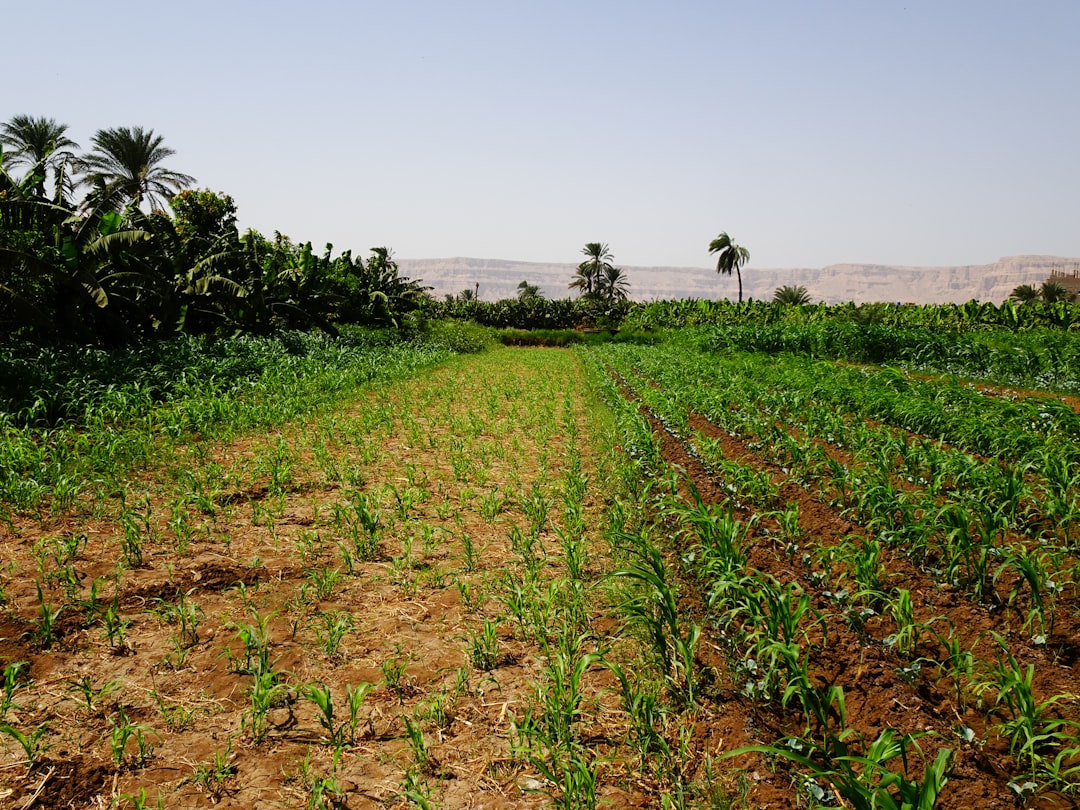 Agricultural management system