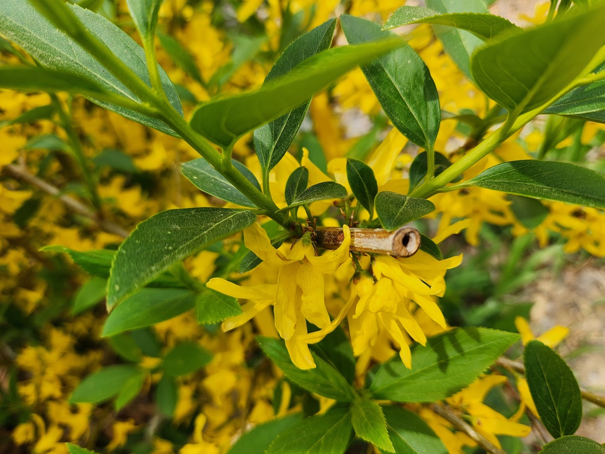 의성개나리(약개나리)