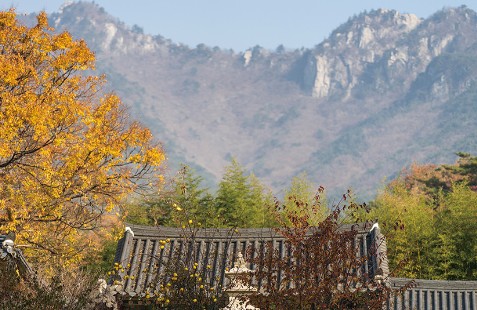 팔공산 단풍축제