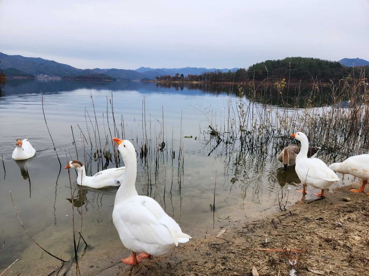 대청호 거위 아지트1