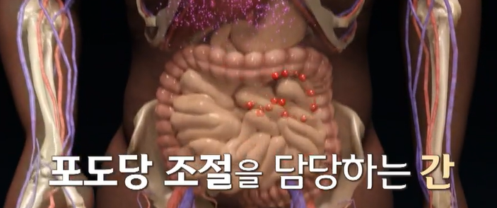 혈당유산균 효능