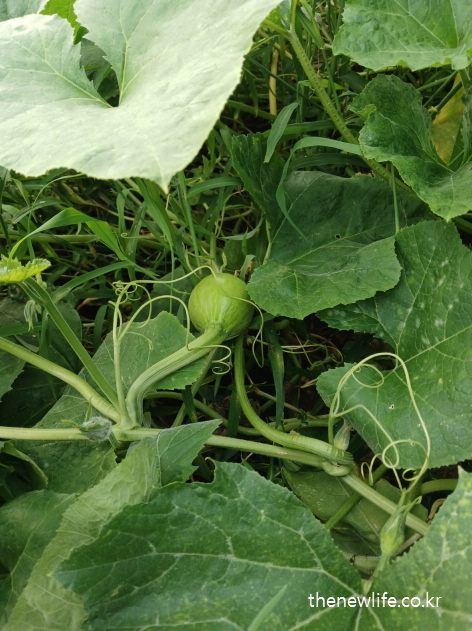 밭에서 자라는 연녹색 어린 애호박-애호박 효능의 피부 진정과 노화 예방 관련 실물 사진 (3)