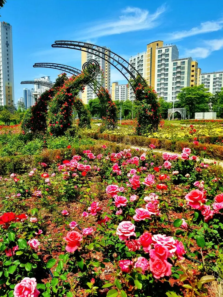 24.5.22. 김포 한강신도시 호수공원 장미원: 장미 개화, 조형물, 주차장, 화장실