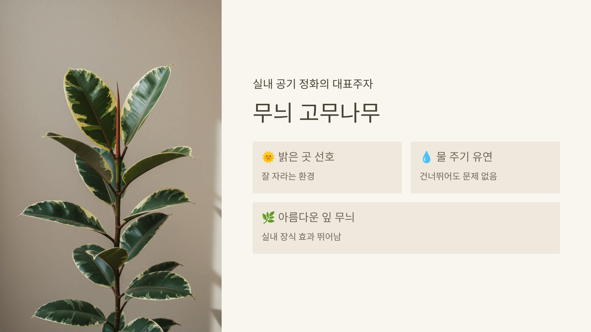 무늬 고무나무