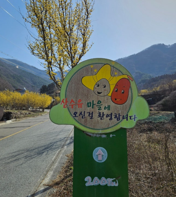 구례 산수유마을