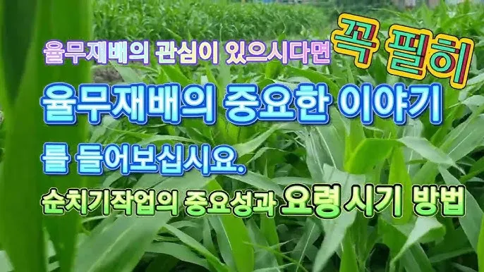 율무 재배 배수로 확보 여름 장마 대비 건조 수확_1