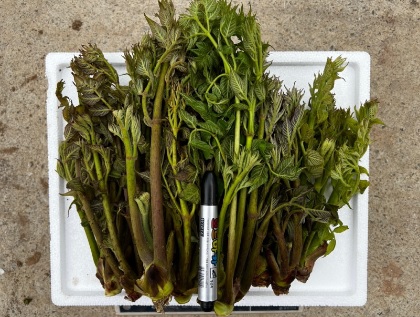 생방송투데이 이 주의 장바구니 강원도 평창 참두릅 365삼 구입 주문방법 산양삼, 오가피순, 명이나물, 고들빼기, 산더덕, 솔순, 도라지, 땅두릅