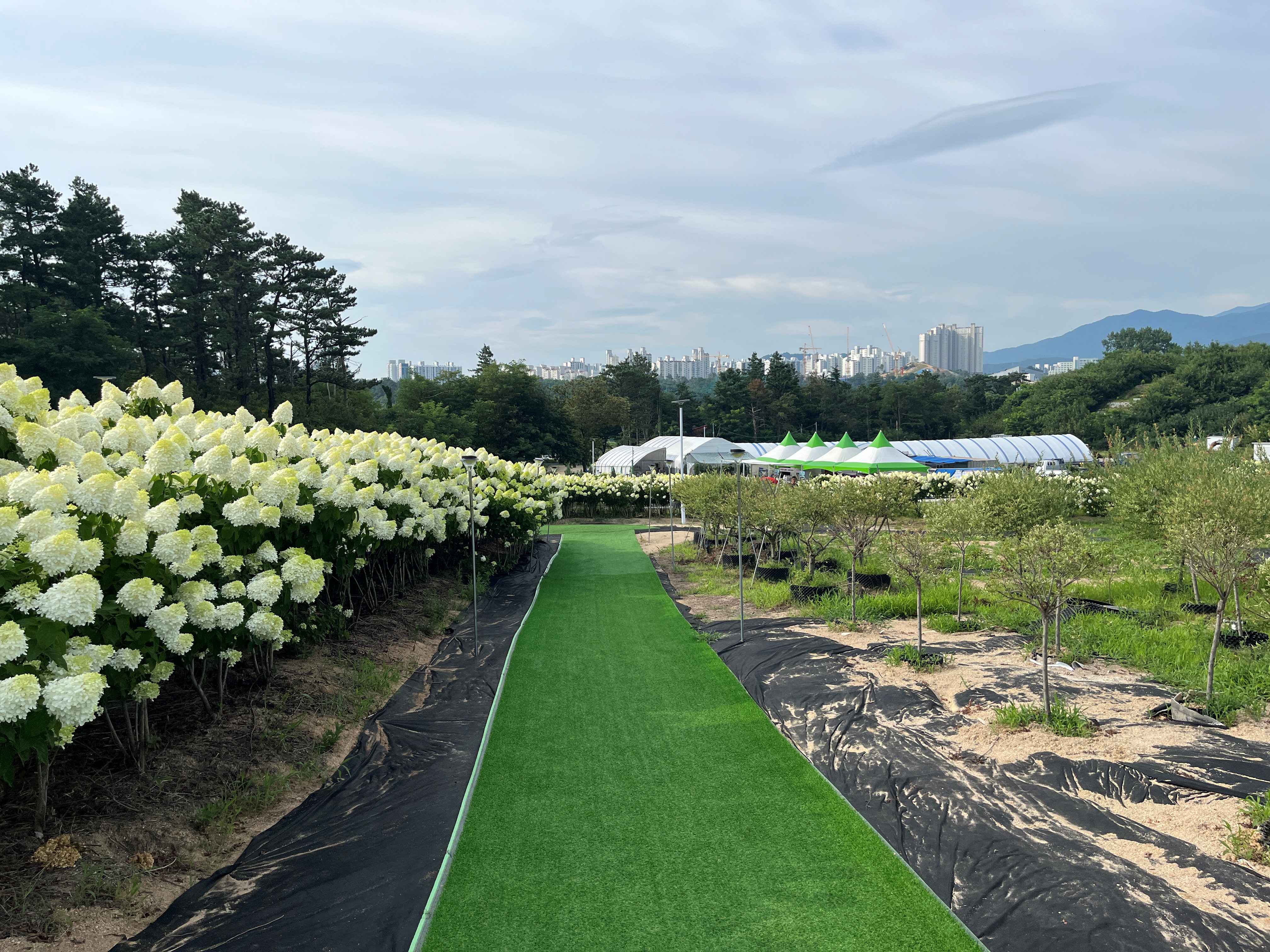속초 영랑호 수국축제 속초수목농원