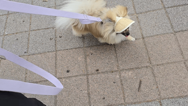 모자 쓰고 산책하는 강아지