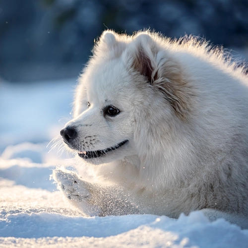 눈 덮인 곳에서 뛰어노는 사모예드2