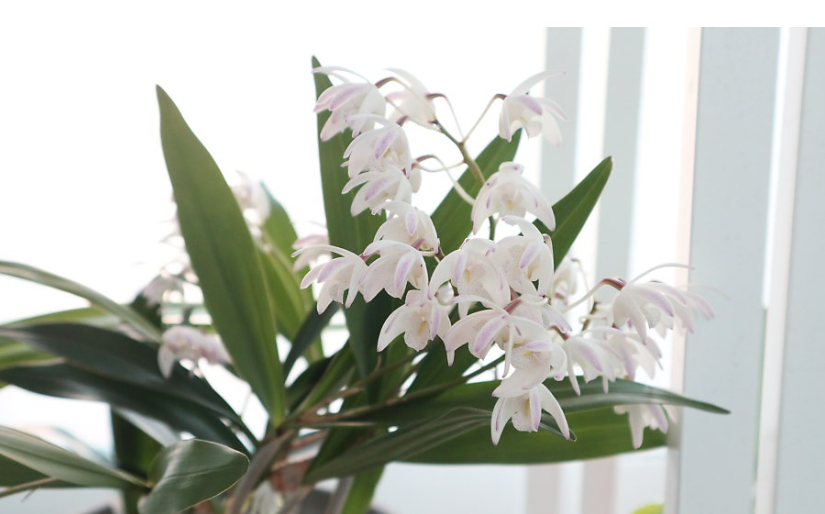 식물은 계절보다 마음을 먼저 알아차린다