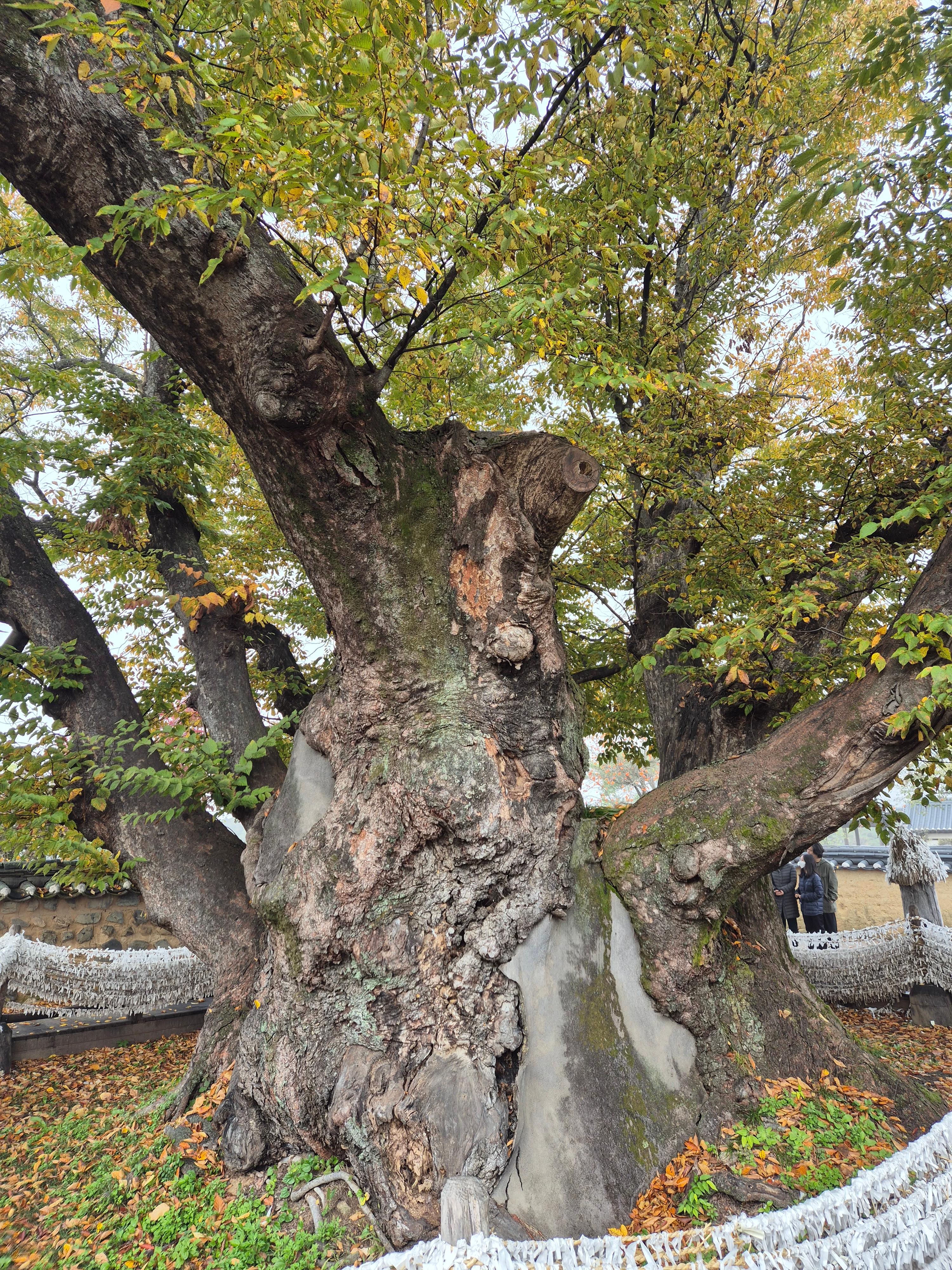 하회마을에 있는 나무