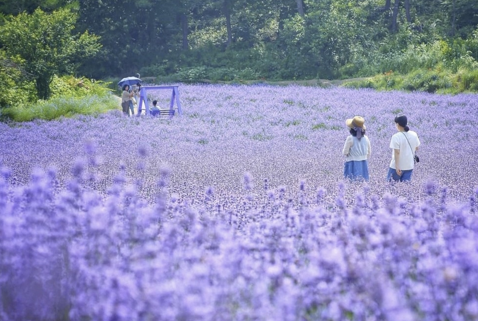 5월 축제 관련사진