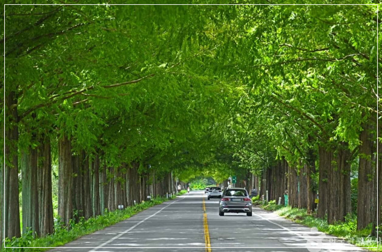 곡성 가볼만한곳 베스트10 메타세쿼이아길(장선리)