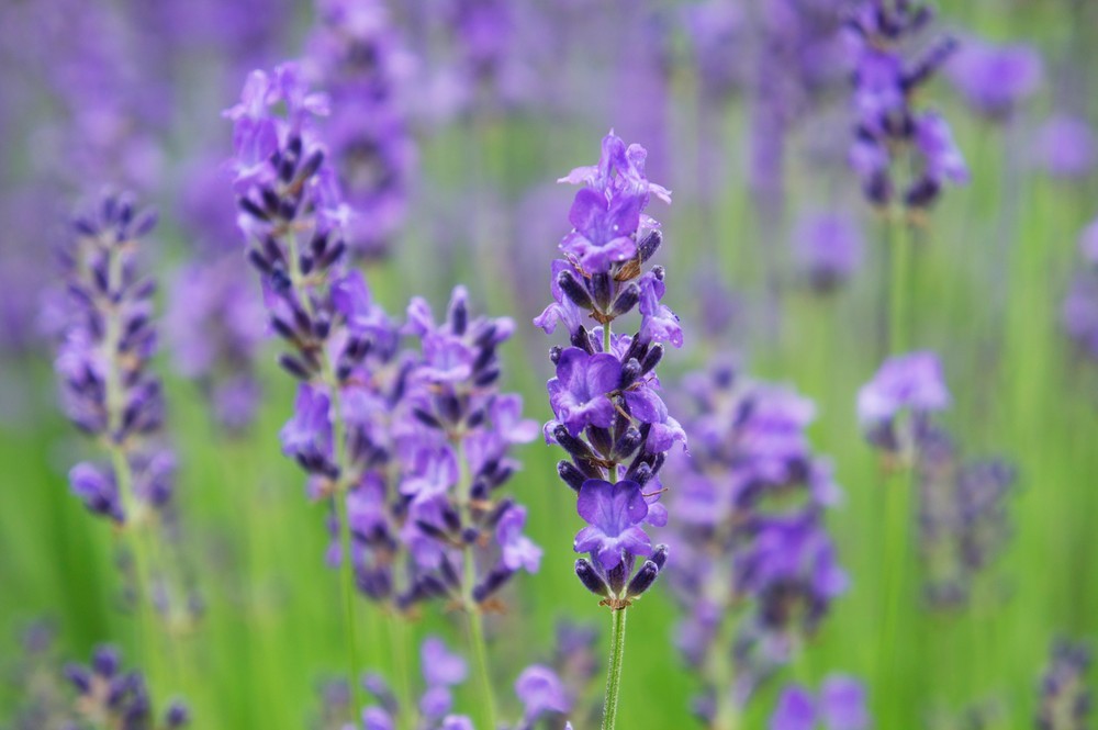 라벤터 꽃