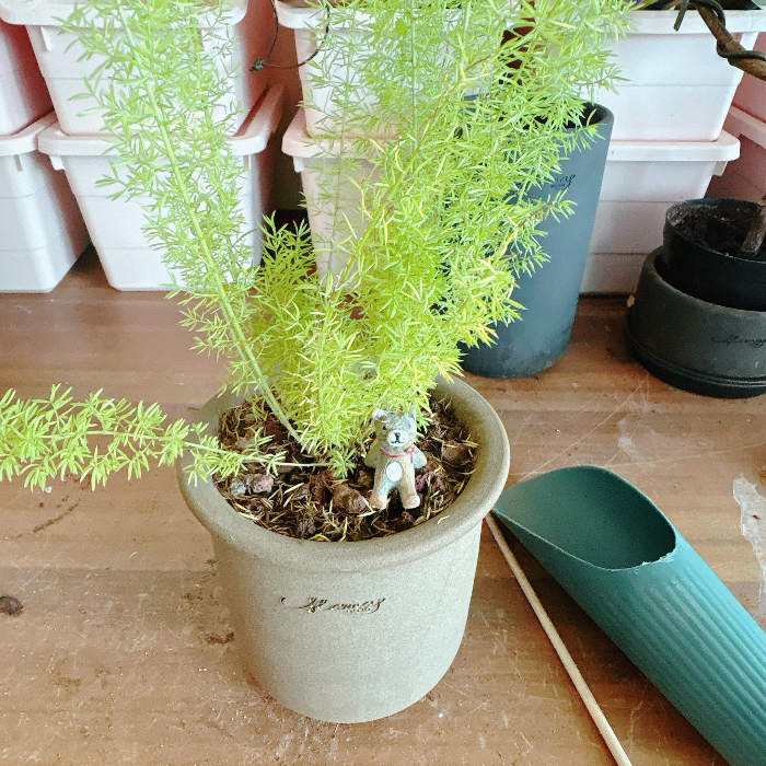 아스파라거스-메이리-분갈이-방법