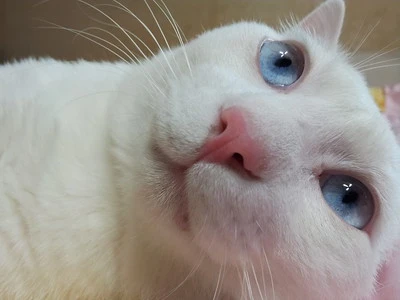 고양이-토하는-이유