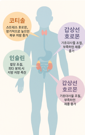 체중 증가에 영향을 미치는 호르몬들을 보여주는 인포그래픽