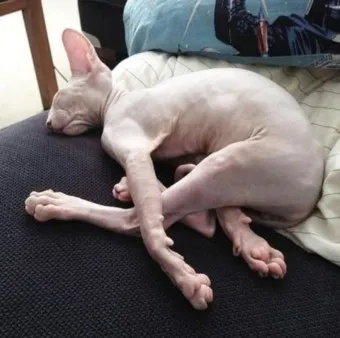 고양이 근육 경련 증상 원인 치료_5