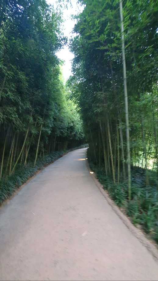 에버랜드 하늘 정원 대나무숲