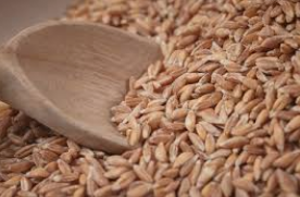 파로 효소 효능 가격 추천 분말✅