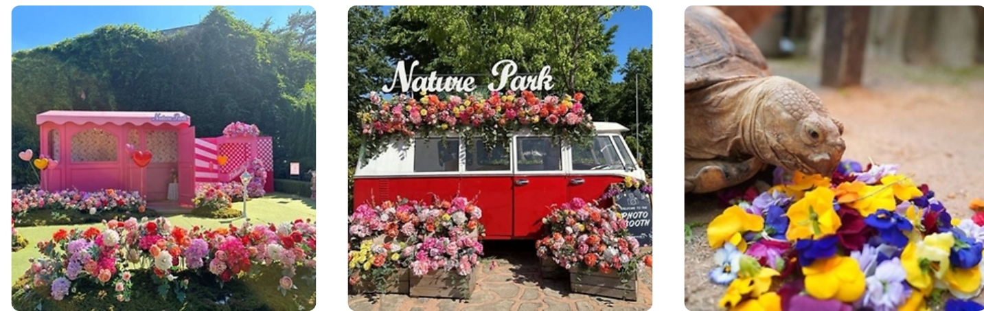 2025년 전국 벚꽃 축제 베스트 10 ❘ 놓치면 후회할 벚꽃 명소