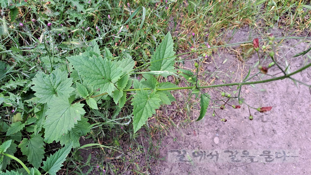 California Bee Plant