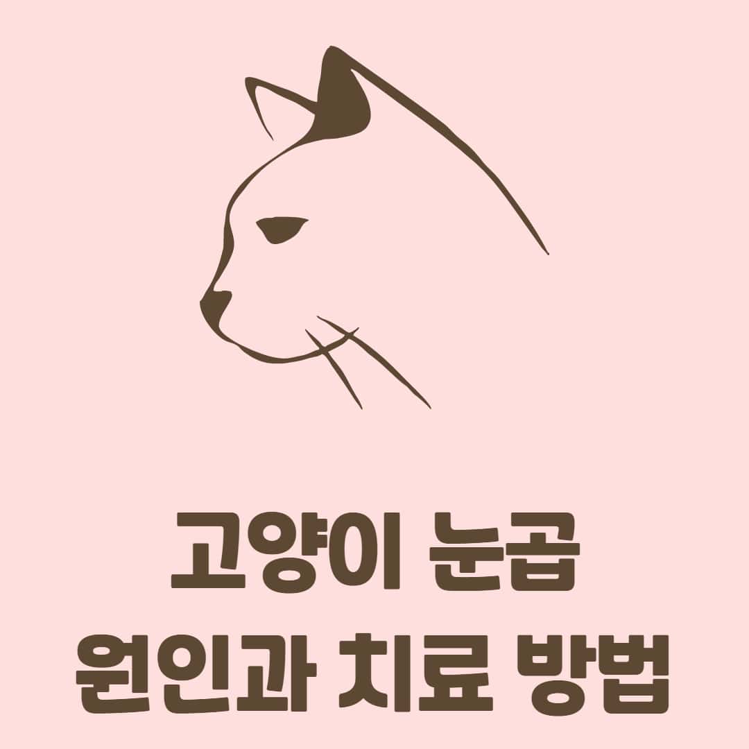 고양이 눈곱의 원인과 눈곱색에 따른 질병 증상, 치료법 및 예방법