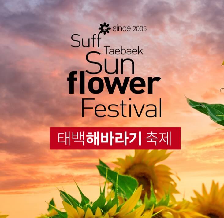 태백해바라기축제 포스터