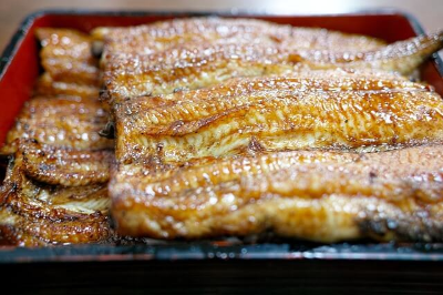 장어효능-및-장어상식