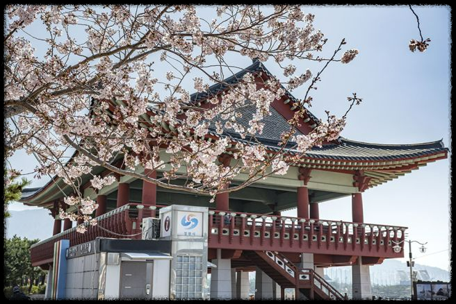 2025 진해 벚꽃 명소 BEST 7 - 인생샷 각도까지 알려드려요.