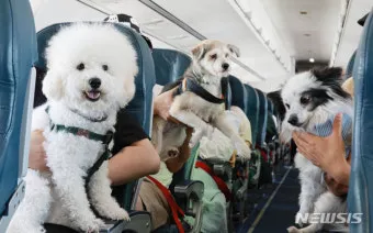 반려동물과 해외여행 기내 직항 펫 전용 준비와 절차_5