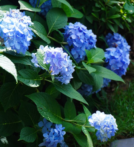 제주 수국 명소