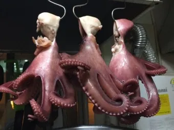 강동구 숙성회 달인 특허받은 이한진 숙성회 정보_27