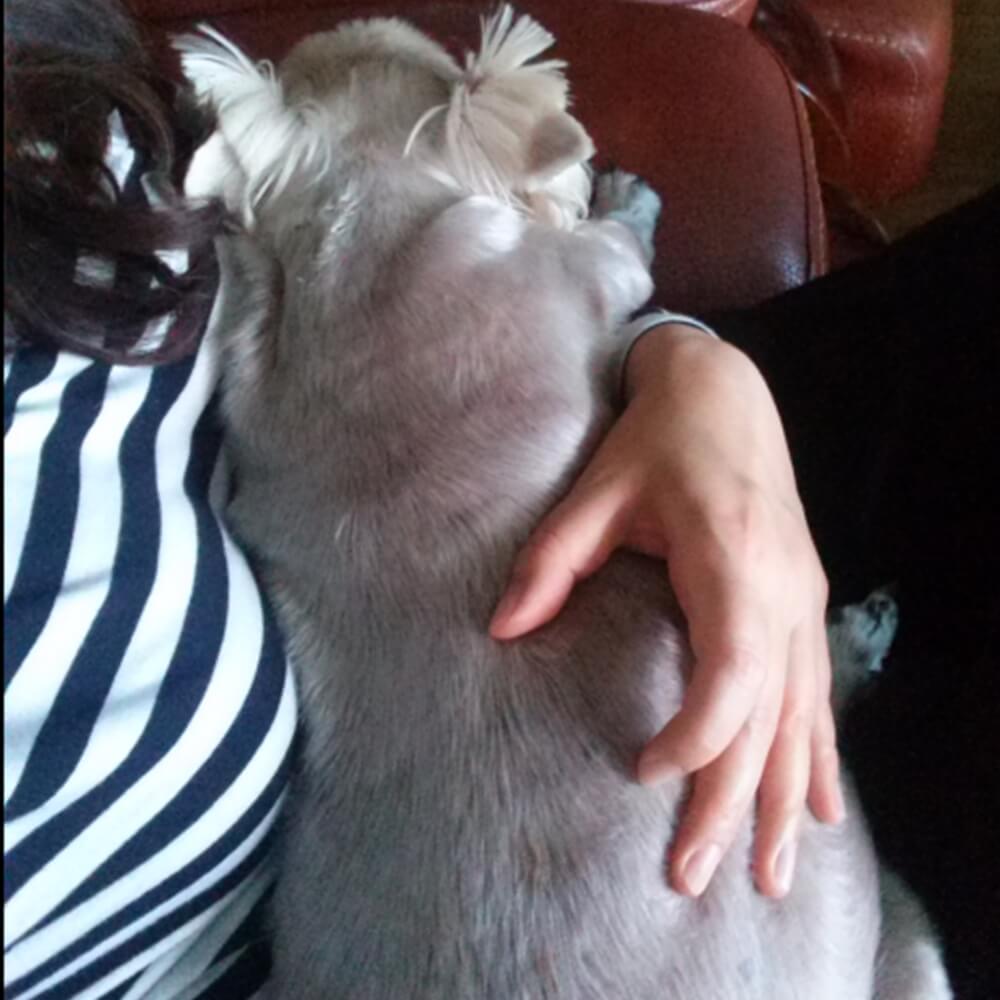 반려동물 지원비