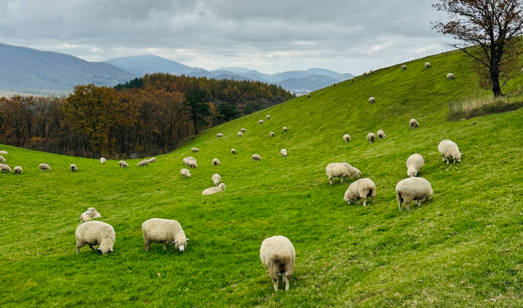 대관령 양떼목장
