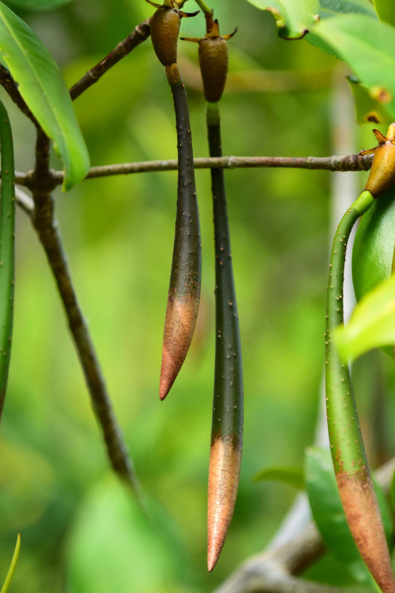 식물의 생존 전략