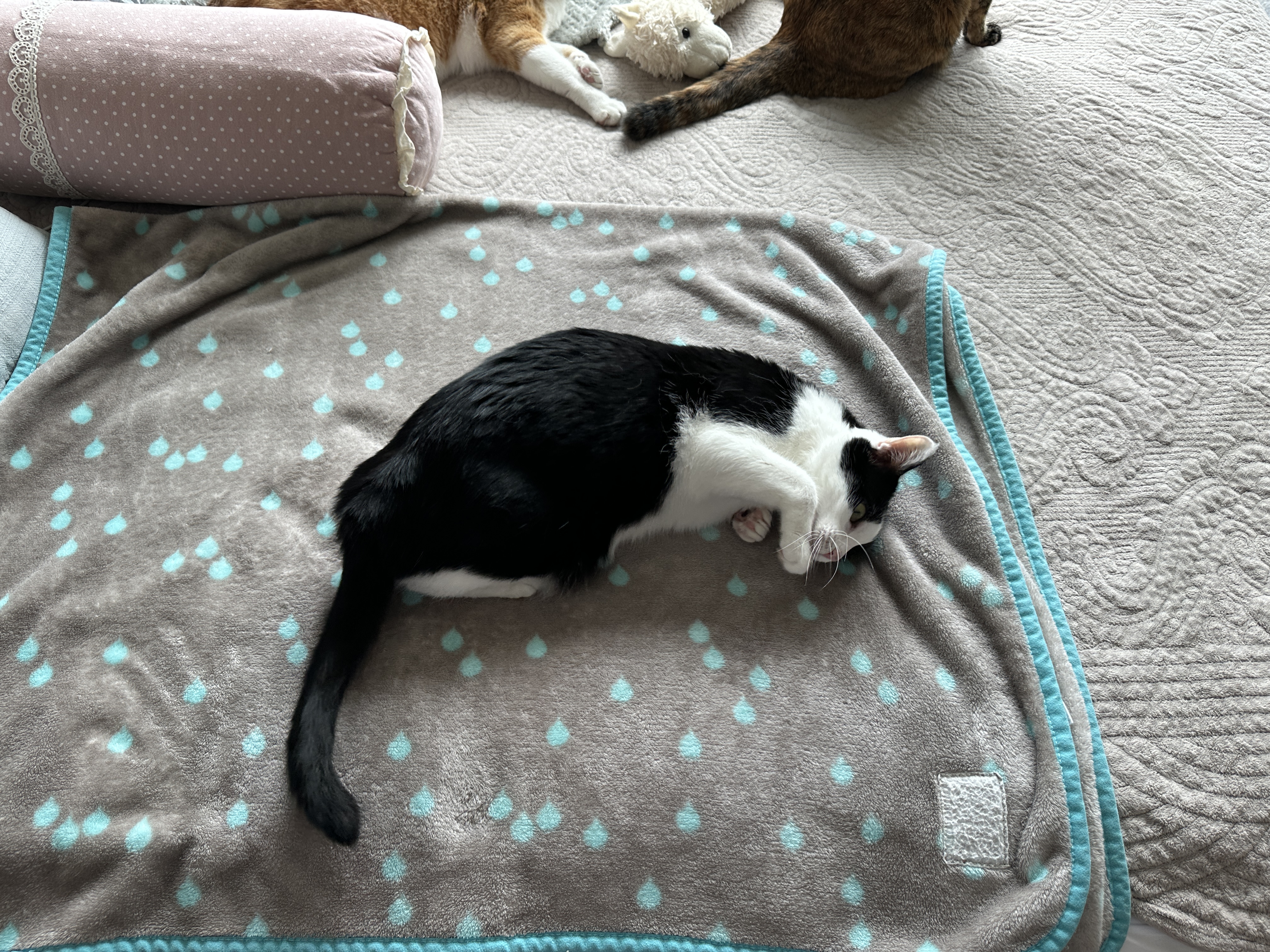 두리는_담요_위에서_발라당_중