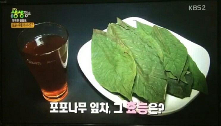  충남 청양 달콤한 항염증 성분 류마티스 관절염 특효 포포나무 분양하는 곳 전국 택배 온라인 전화 주문 추천 