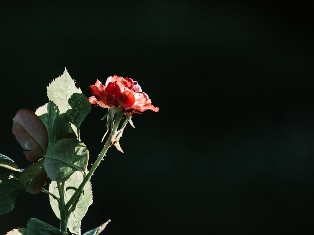 Surety