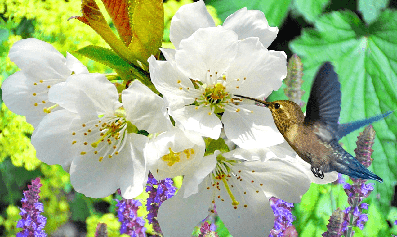 하얀 배꽃들이 가득 피었고 작은 벌새가 긴 부리로 꽃 꿀을 빨고 있다.